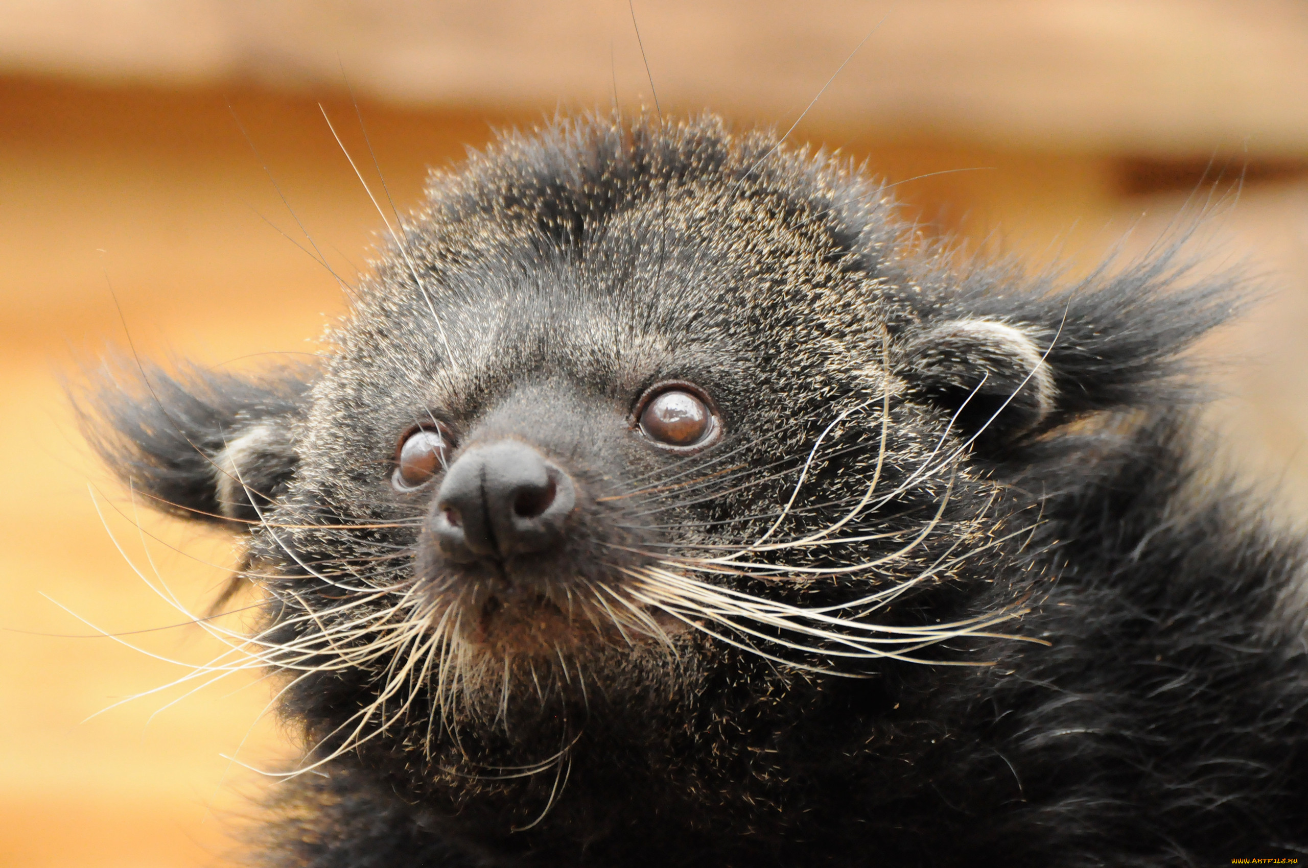 binturong, , , , , , , , , , 